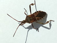 Punaise americaine du pin - Leptoglossus occidentalis (ph. Mrugala F.)(5)